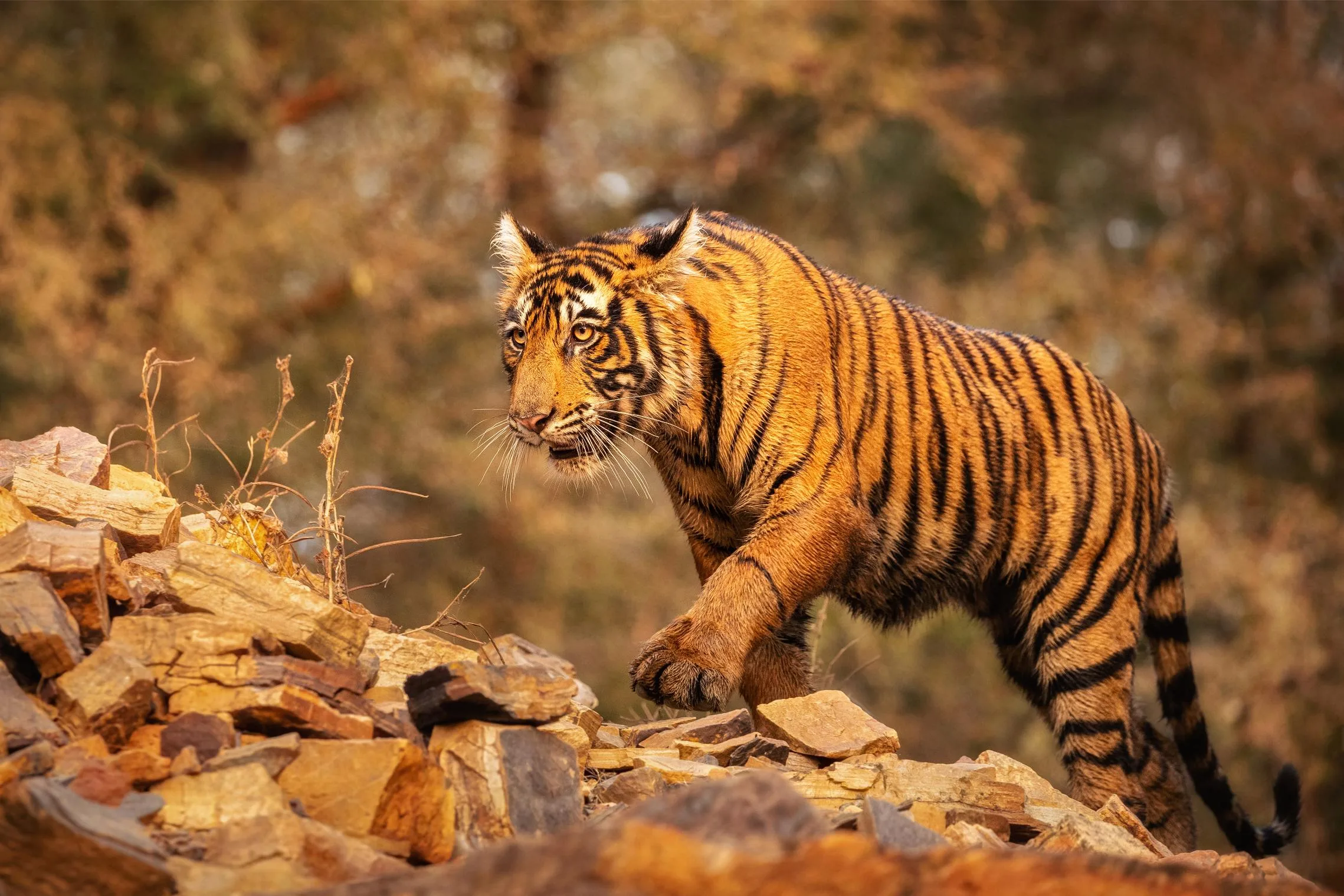India Wildlife Tour Packages